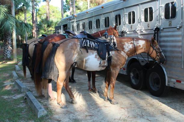 Ultimate Guide to Choosing Horse Floats for Sale in the SA Region